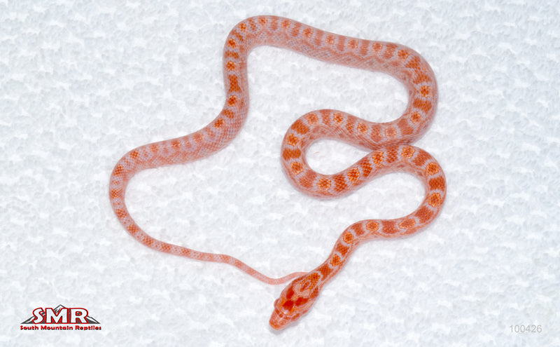 Red Hatch Fluoescent Amel - male