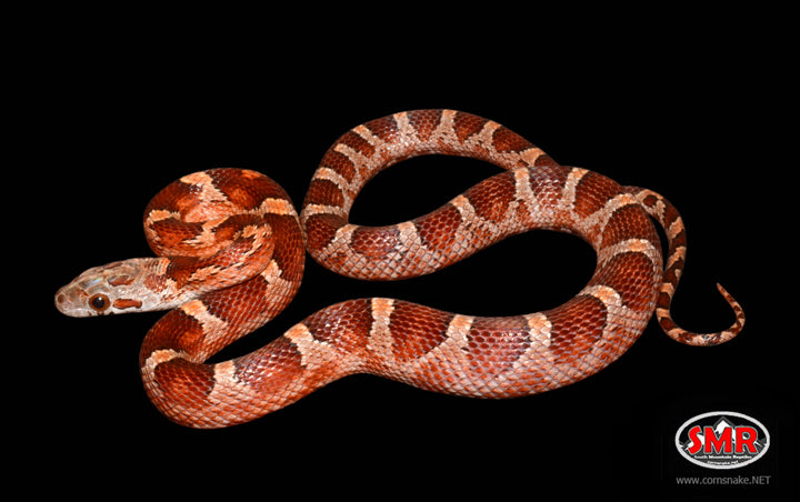 16" Female Bloodred for sale by South Mountain Reptiles