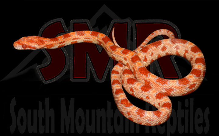 Amel 14" Male for sale by South Mountain Reptiles