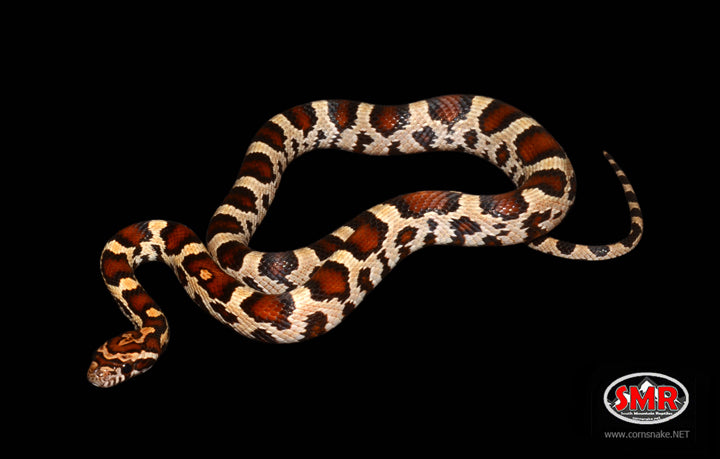 16" Male Buckskin Extreme Okeetee for sale by South Mountain Reptiles