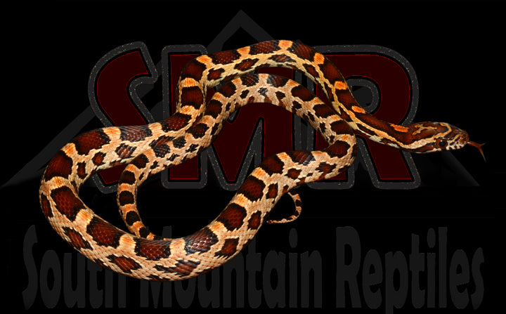 Extreme Okeetee 16" male for sale by South Mountain Reptiles