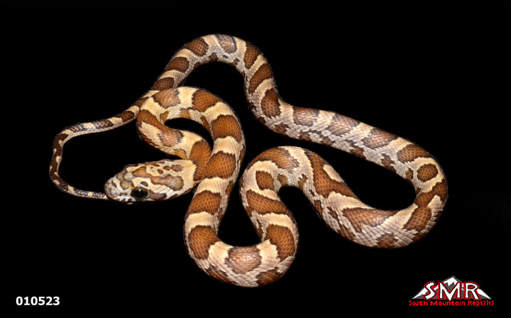 Lemon Corn Snake 11" Female for sale by South Mountain Reptiles