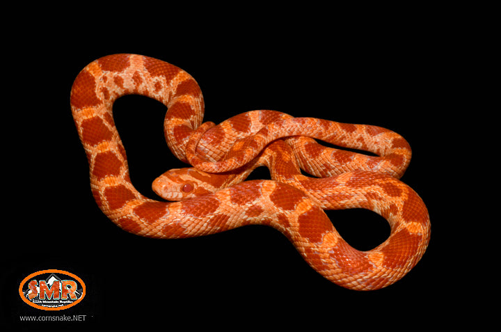 16" Male Sunglow for sale by South Mountain Reptiles