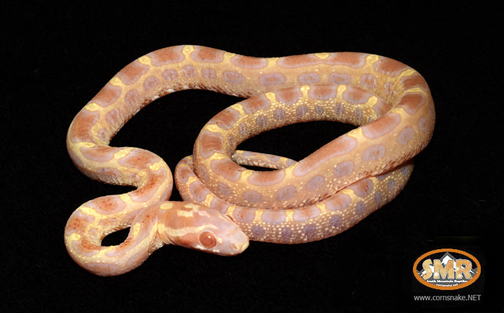 Scaleless Butter Corn Snake 15" Female for sale by South Mountain Reptiles