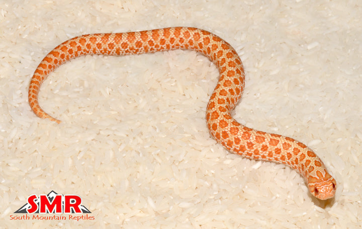 Albino Western Hognose 10" Male for sale by South Mountain Reptiles