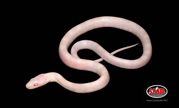 12" Female Blizzard for sale by South Mountain Reptiles