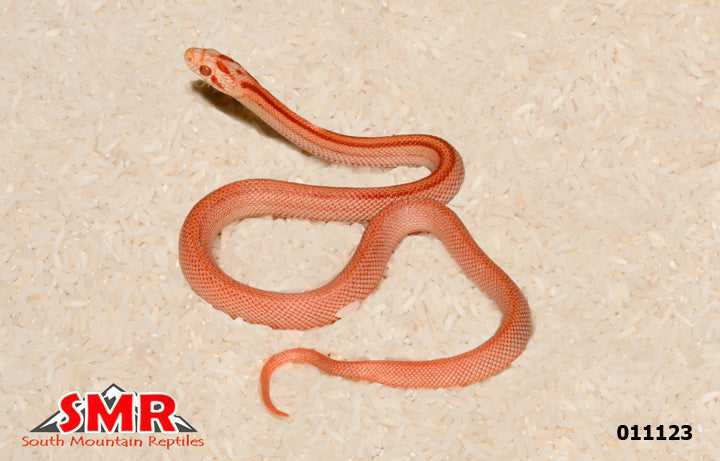 Striped Amel Tessera 24" Male for sale by South Mountain Reptiles