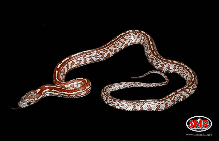 Cinder Tessera 13" Female for sale by South Mountain Reptiles