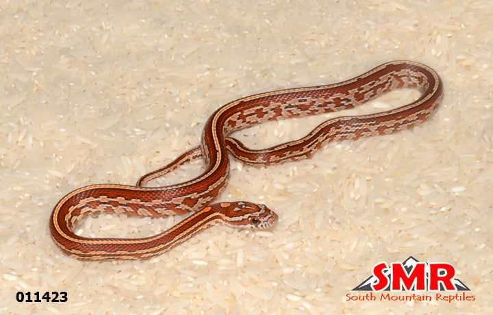 Tessera 15" Female for sale by South Mountain Reptiles