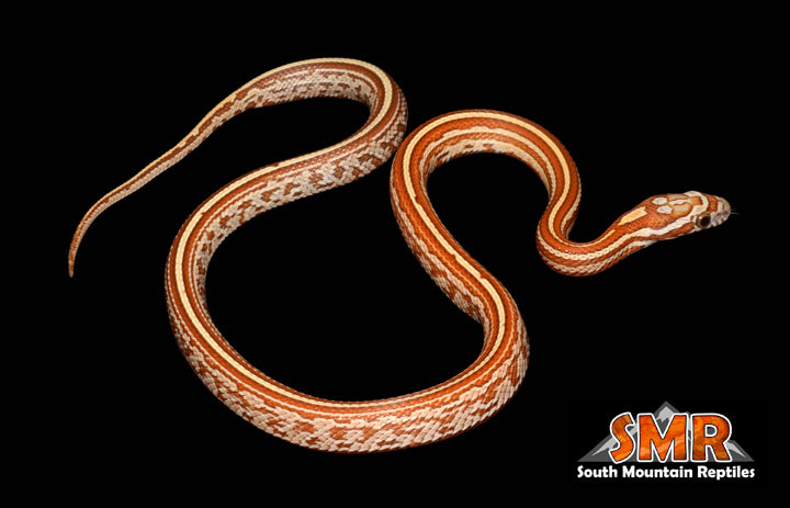 Topaz Tessera 15" Female for sale by South Mountain Reptiles