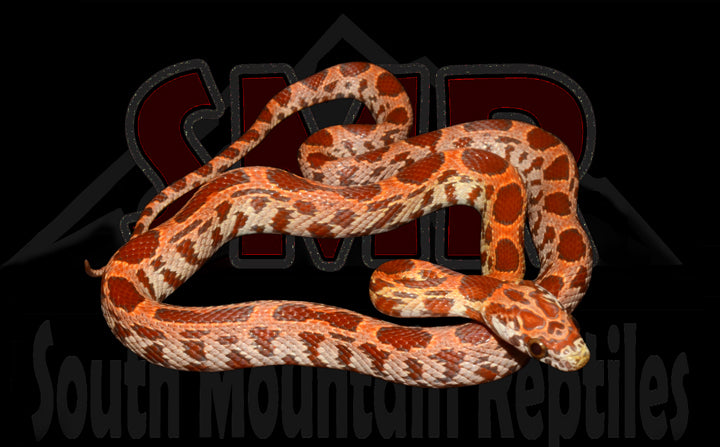 Sunkissed Hypo 15" Female for sale by South Mountain Reptiles