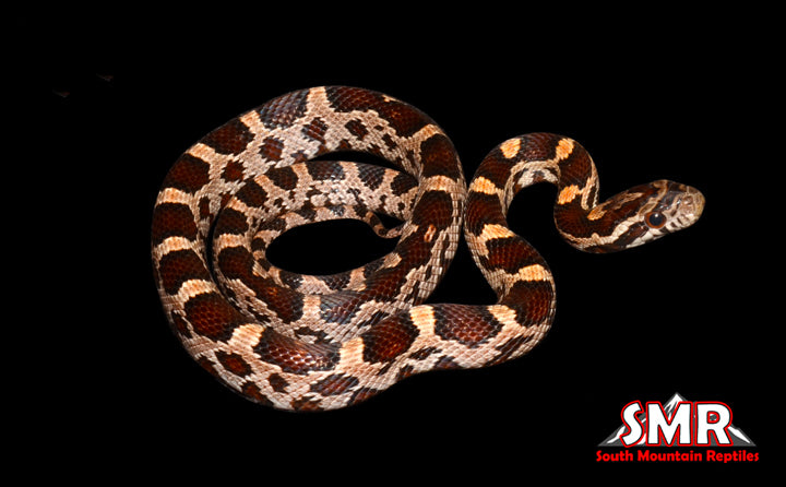 Het Bloodred Corn Snake 16" Male for sale by South Mountain Reptiles
