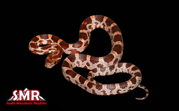 Het Corn 15" Male for sale by South Mountain Reptiles