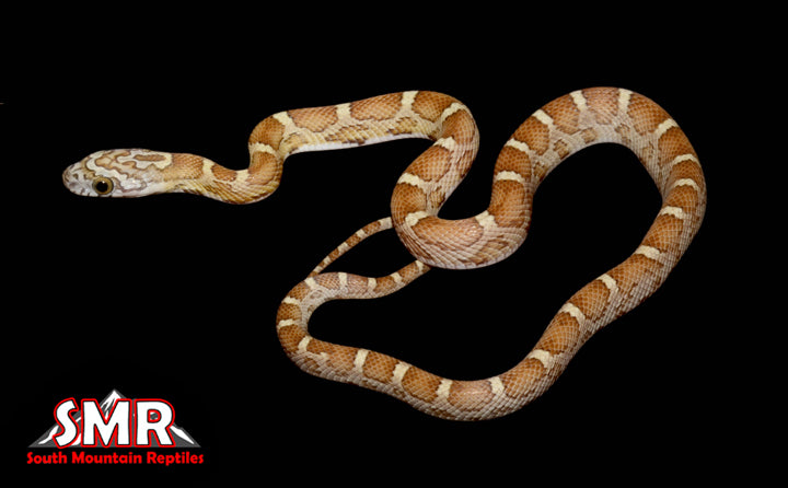 13" Female Honey Motley for sale by South Mountain Reptiles