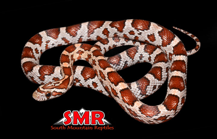 Miami Phase 18" Female for sale by South Mountain Reptiles