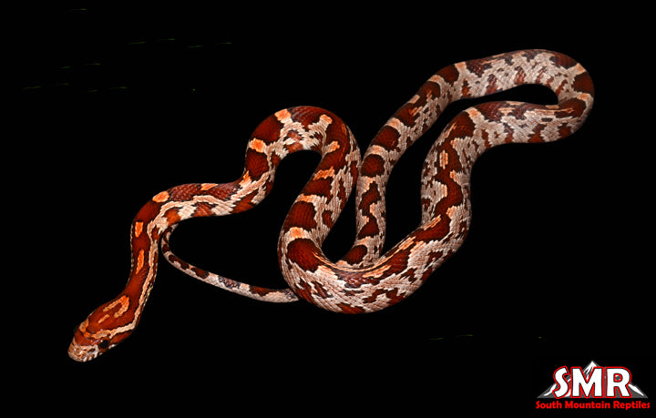 16" Female Het Coral Lavender for sale by South Mountain Reptiles