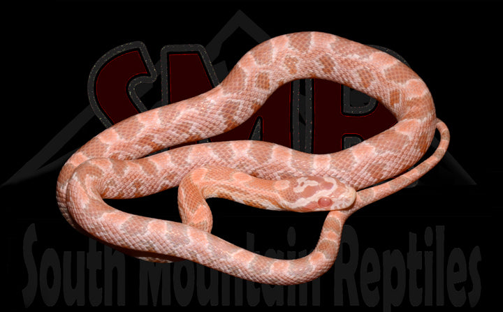 Salmon Snow 17" Female for sale by South Mountain Reptiles