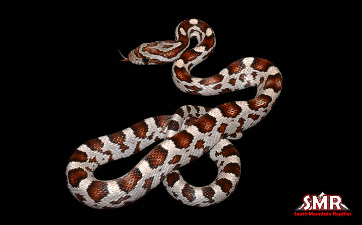 15" Male Miami Okeetee for sale by South Mountain Reptiles