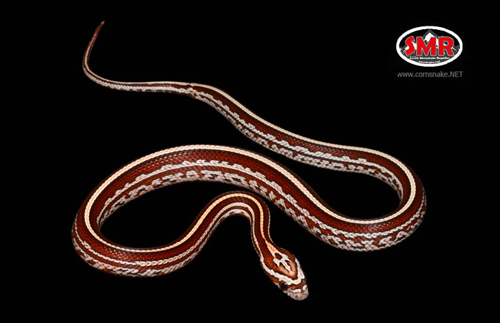 15" Male Extreme Okeetee Tessera for sale by South Mountain Reptiles