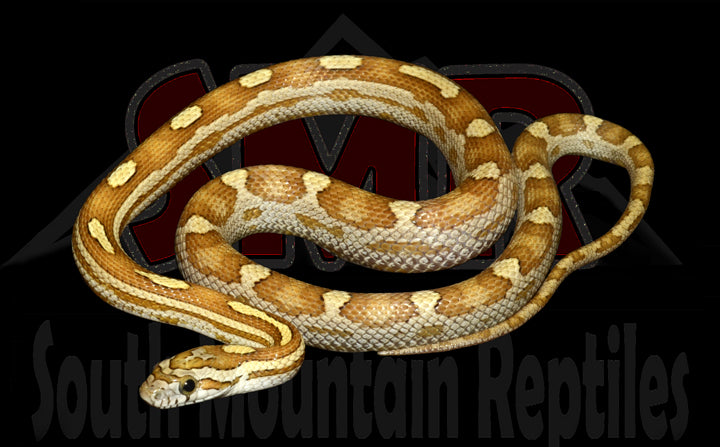 Caramel Motley 17" Female for sale by South Mountain Reptiles