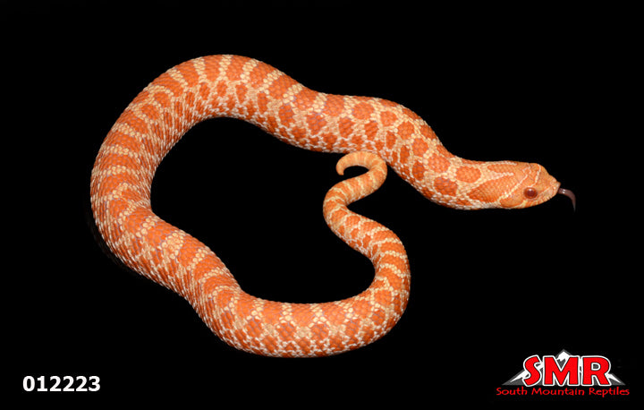 Albino Western Hognose 10" Male for sale by South Mountain Reptiles