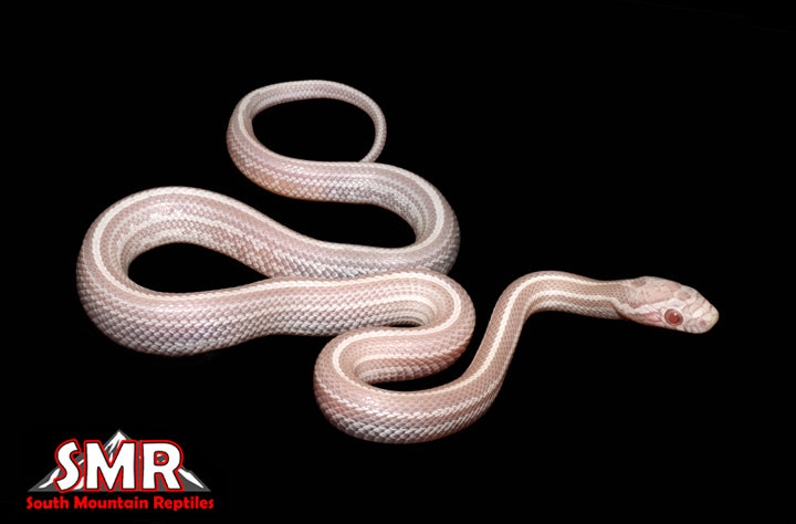 13" Male Snow Tessera for sale by South Mountain Reptiles