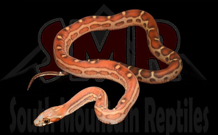 Scaleless 14" Female for sale by South Mountain Reptiles
