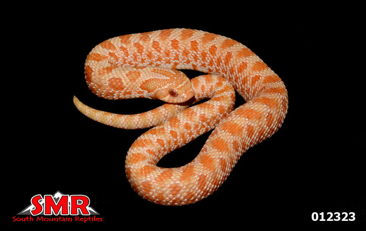 Albino Western Hognose 10" Male for sale by South Mountain Reptiles