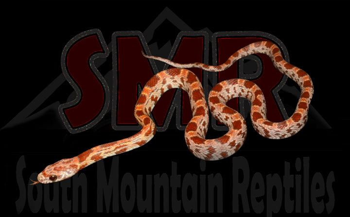 Sunkissed Hypo 14" Male for sale by South Mountain Reptiles