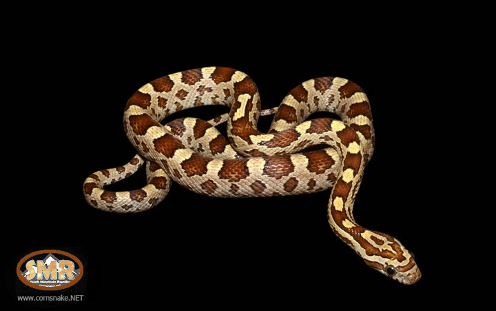 Caramel Corn Snake 15" Female for sale by South Mountain Reptiles