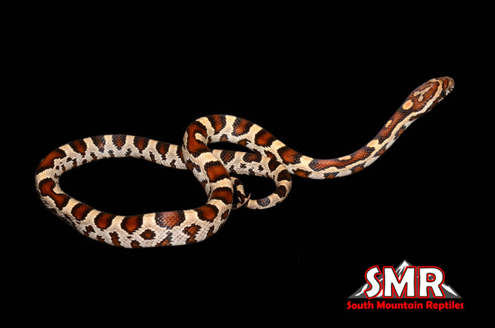 15" Female Buckskin Extreme Okeetee for sale by South Mountain Reptiles