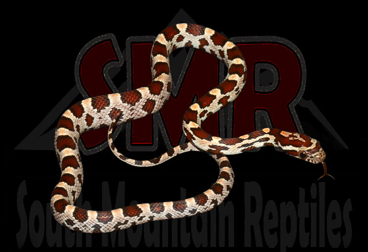 Buckskin Okeetee 13" Male for sale by South Mountain Reptiles