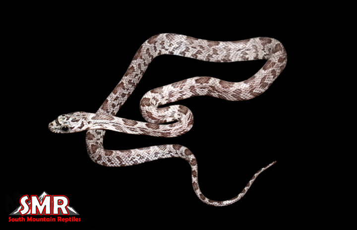 Shatter 12" Female for sale by South Mountain Reptiles
