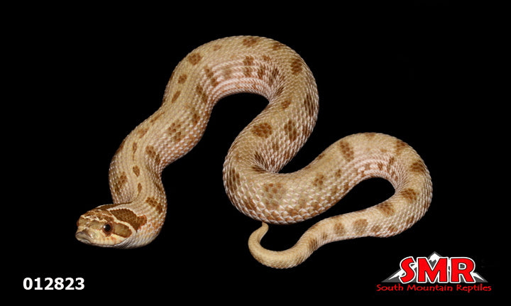 Anaconda Hognose 10" Male for sale by South Mountain Reptiles