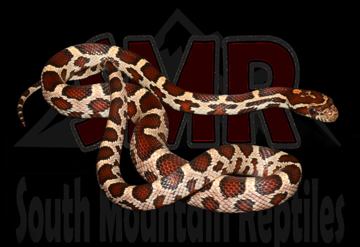 Buckskin Okeetee 16" Female for sale by South Mountain Reptiles