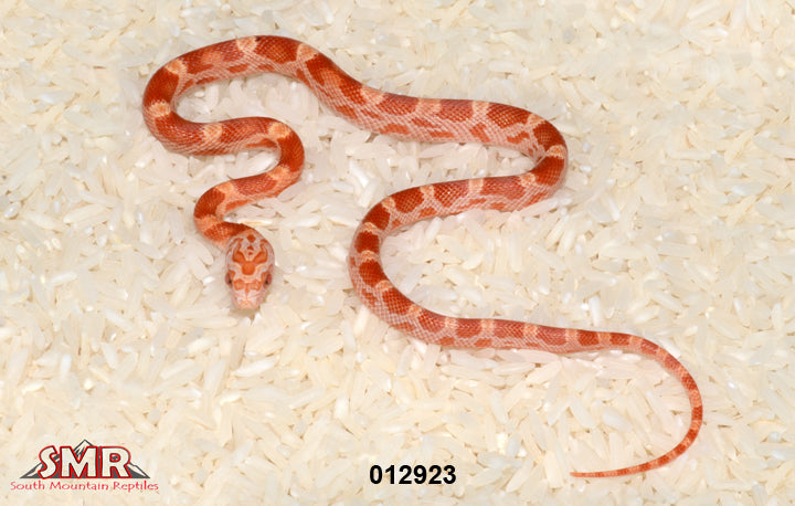 Sunkissed Amel Motley 13" Female for sale by South Mountain Reptiles
