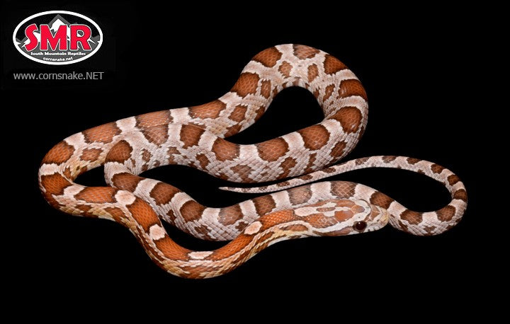 Ghost 17" Male Corn Snake for sale by South Mountain Reptiles