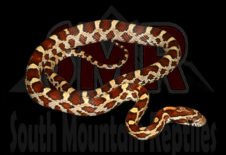 Buckskin Okeetee 15" Male for sale by South Mountain Reptiles