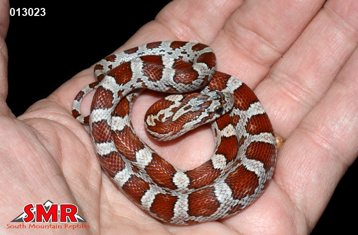 Miami Phase 18" Male for sale by South Mountain Reptiles