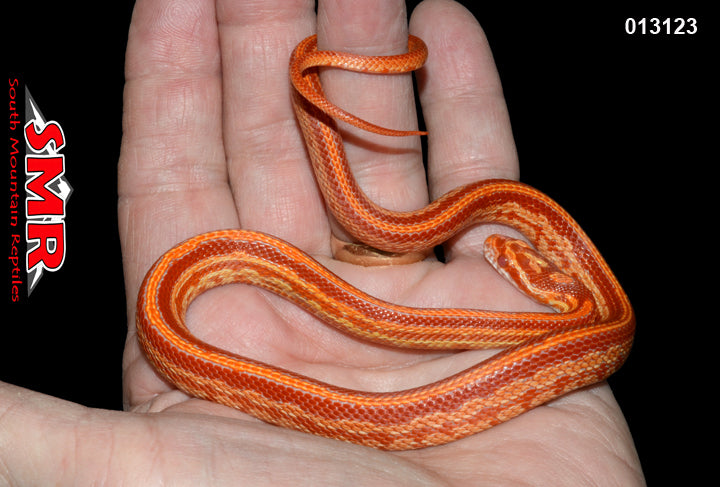 Red Factor Amel Tessera 19" Male for sale by South Mountain Reptiles