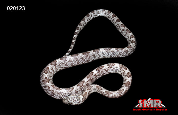 Shatter 15" Male for sale by South Mountain Reptiles