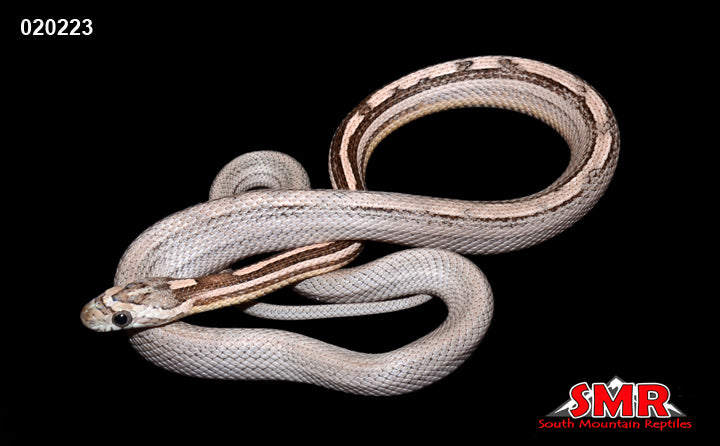 Red Factor Anery Motley 24" Female for sale by South Mountain Reptiles