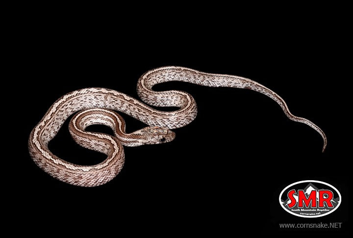 Tessera Cinder 13" Female Corn Snake for sale by South Mountain Reptiles