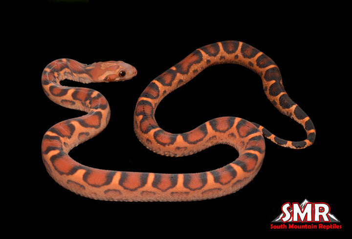 15" Female Scaleless Okeetee for sale by South Mountain Reptiles