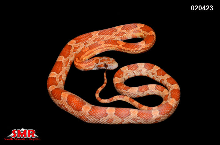 Lava het Caramel 23" Male for sale by South Mountain Reptiles