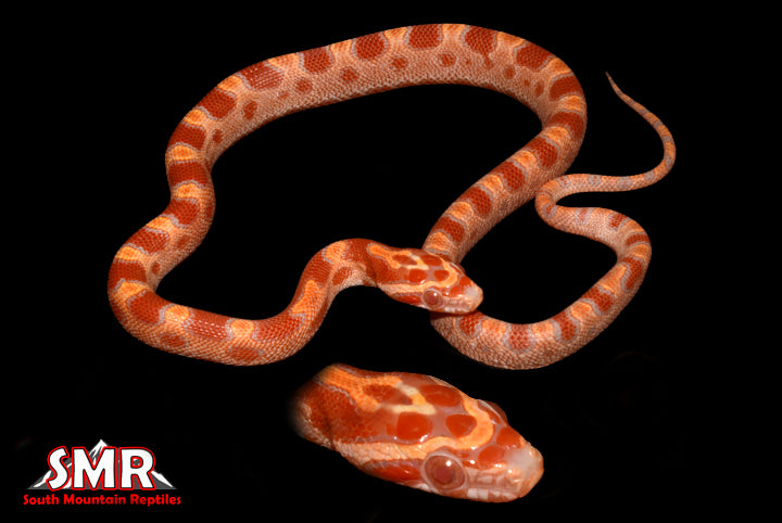 12" Male Amel MicroScale for sale by South Mountain Reptiles