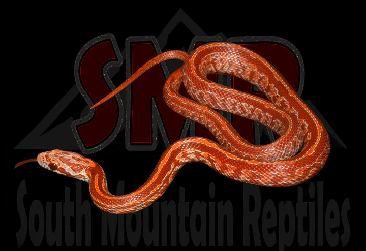 Lava Tessera 15" Male for sale by South Mountain Reptiles