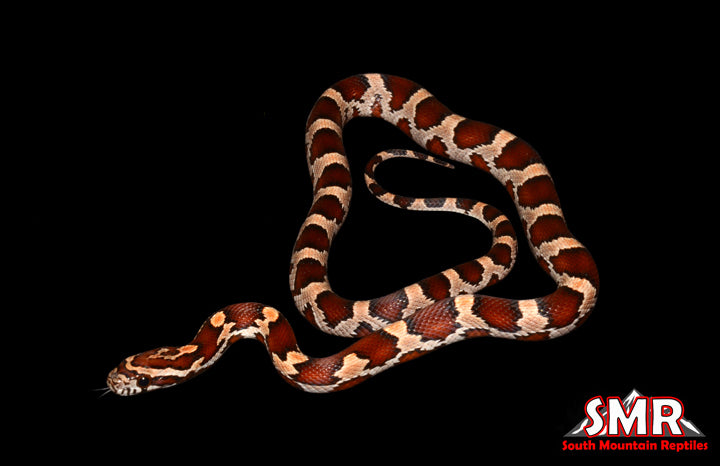 Buckskin Extreme Okeetee 16" Female for sale by South Mountain Reptiles