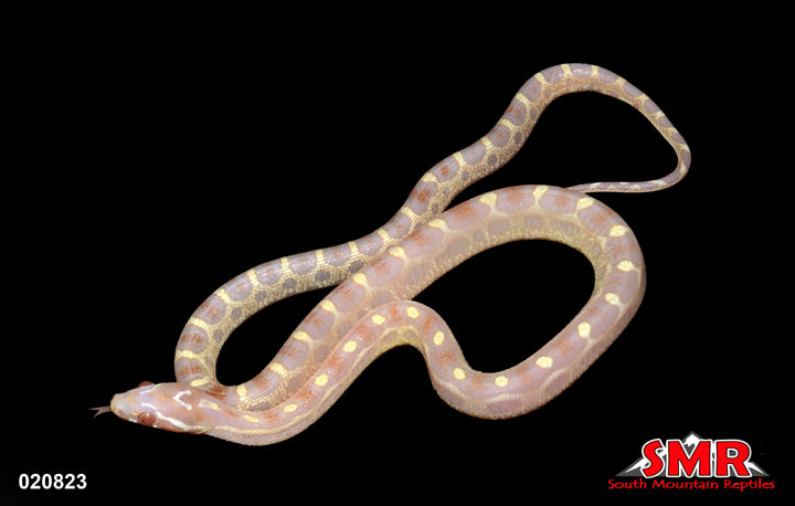 Scaleless Butter 15" Female for sale by South Mountain Reptiles
