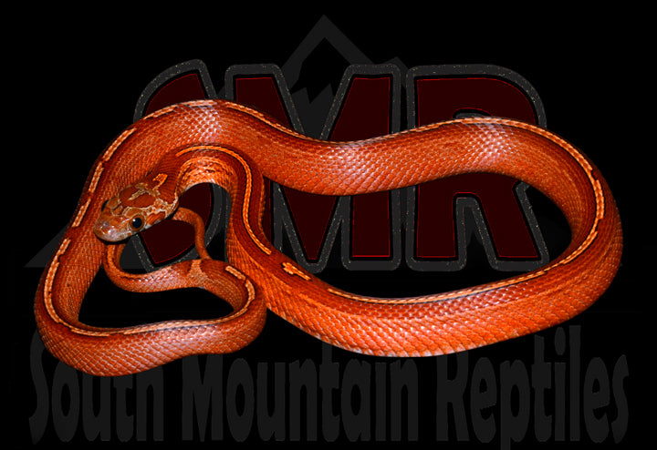 Bloodred Tessera 16" Female for sale by South Mountain Reptiles